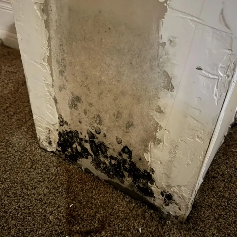 Professional Mold Removal in Smoke Rise, AL